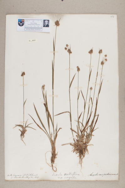 NHM_HH_31.37-2010 image NHM_HH_31.37-2010