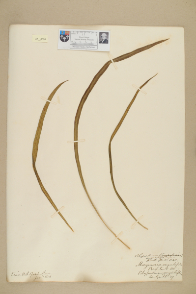 NHM_HH_42.96-2010 image NHM_HH_42.96-2010