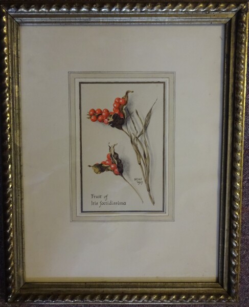 image FDA-D.1547-2016