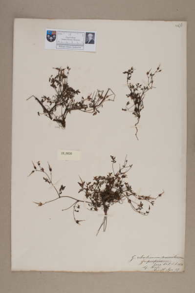 NHM_HH_19.20-2010 image NHM_HH_19.20-2010