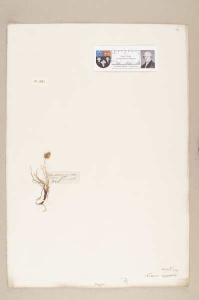 NHM_HH_33.51-2010 image NHM_HH_33.51-2010