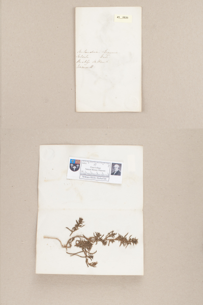 NHM_HH_45.26-2010 image NHM_HH_45.26-2010