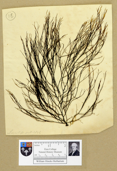 NHM_HH_1.18-2010 image NHM_HH_1.18-2010