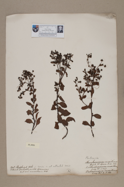 NHM_HH_20.35-2010 image NHM_HH_20.35-2010