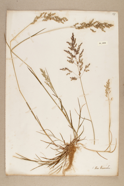 image NHM_HH_34.58-2010