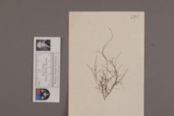 NHM_HH_1.285-2010 image NHM_HH_1.285-2010