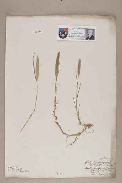 NHM_HH_35.71-2010 image NHM_HH_35.71-2010