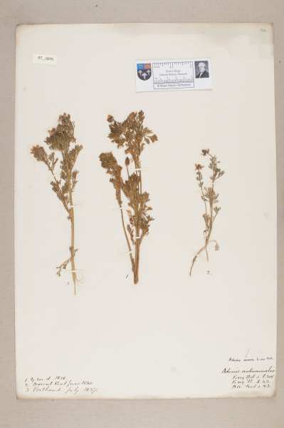 NHM_HH_7.76-2010 image NHM_HH_7.76-2010