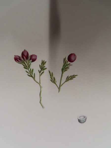 FDA-E.2916_34_13-2016-A image FDA-E.2916_34_13-2016-A