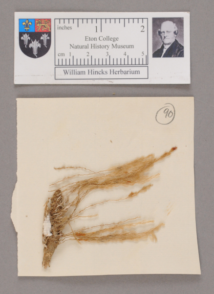 NHM_HH_1.90-2010 image NHM_HH_1.90-2010