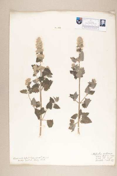 NHM_HH_23.56-2010 image NHM_HH_23.56-2010