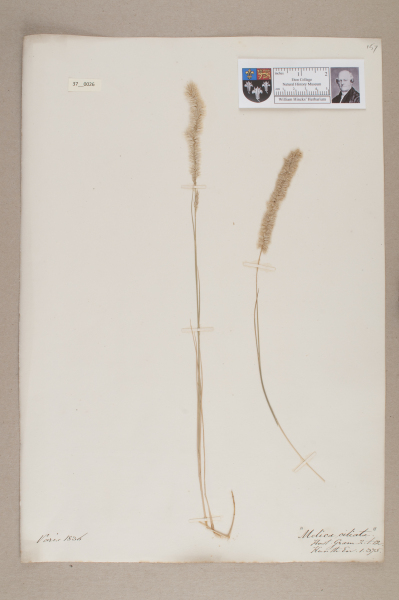 NHM_HH_37.26-2010 image NHM_HH_37.26-2010