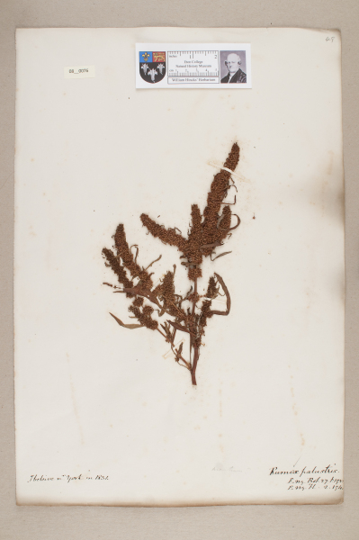 NHM_HH_8.76-2010 image NHM_HH_8.76-2010