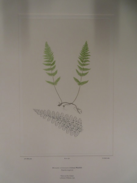 image FDA-E.2916_27_24-2016