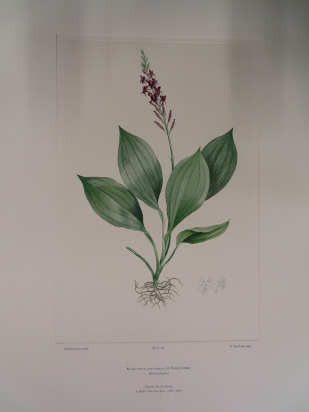 FDA-E.2916_31_17-2016-A image FDA-E.2916_31_17-2016-A