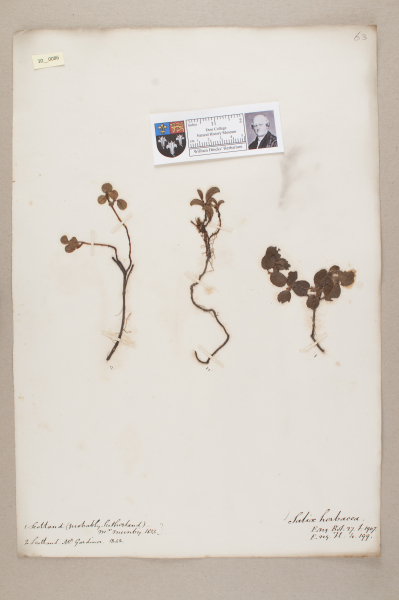 NHM_HH_10.86-2010 image NHM_HH_10.86-2010