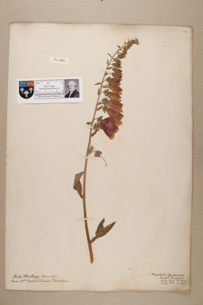 NHM_HH_25.3-2010 image NHM_HH_25.3-2010