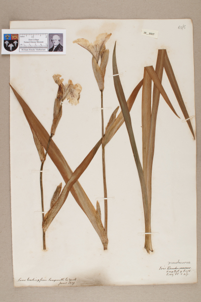 NHM_HH_39.7-2010 image NHM_HH_39.7-2010