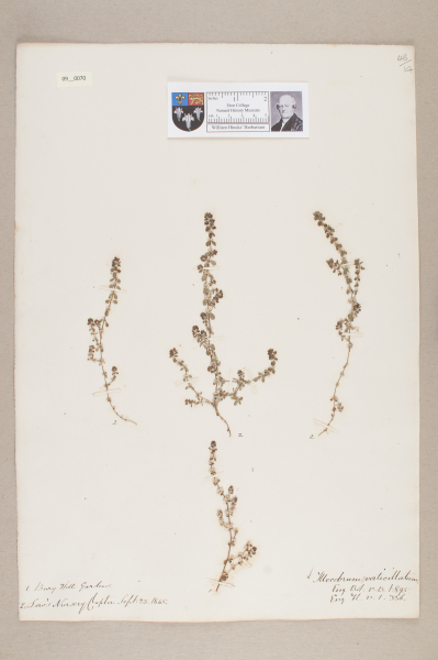 NHM_HH_9.70-2010 image NHM_HH_9.70-2010