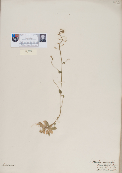 NHM_HH_11.59-2010 image NHM_HH_11.59-2010