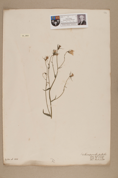 NHM_HH_26.22-2010 image NHM_HH_26.22-2010