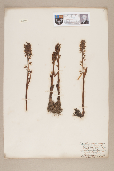 NHM_HH_40.11-2010 image NHM_HH_40.11-2010