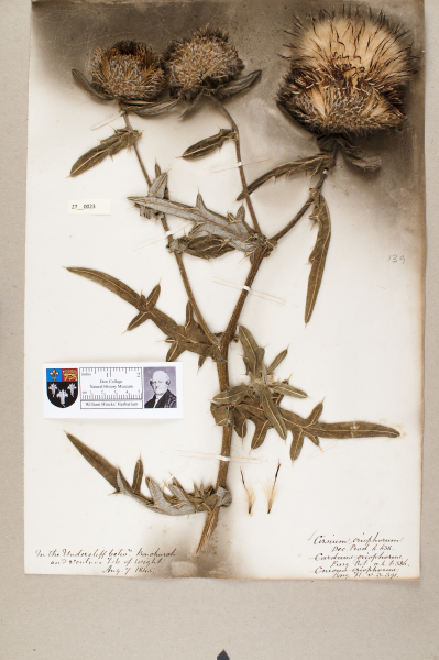 NHM_HH_27.23-2010 image NHM_HH_27.23-2010