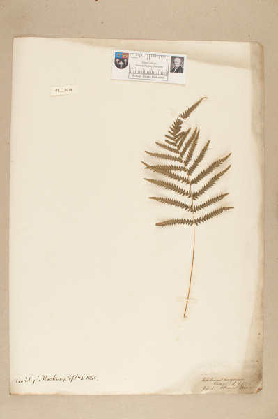 image NHM_HH_41.138-2010