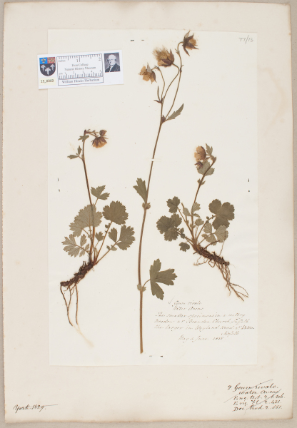 image NHM_HH_13.69-2010