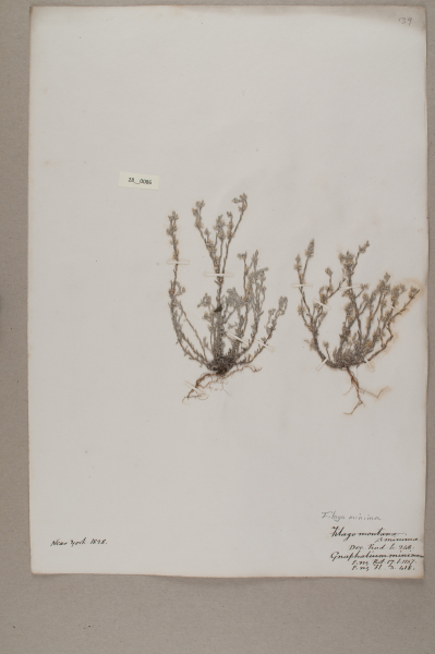 NHM_HH_28.86-2010 image NHM_HH_28.86-2010