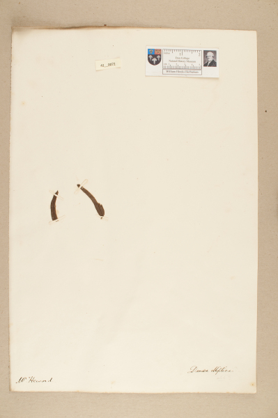 NHM_HH_41.72-2010 image NHM_HH_41.72-2010