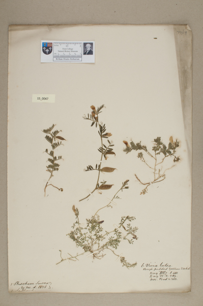 NHM_HH_15.47-2010 image NHM_HH_15.47-2010