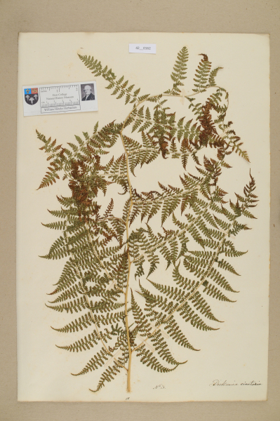 NHM_HH_42.162-2010 image NHM_HH_42.162-2010