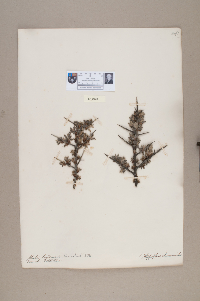 NHM_HH_17.2-2010 image NHM_HH_17.2-2010