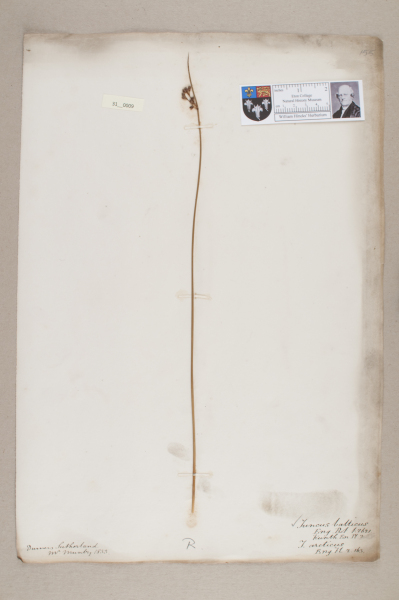 NHM_HH_31.9-2010 image NHM_HH_31.9-2010