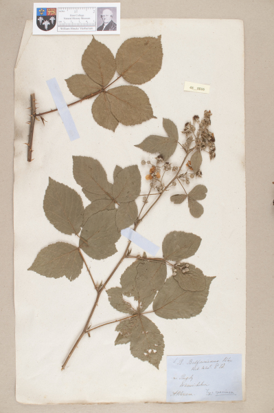 NHM_HH_43.16-2010 image NHM_HH_43.16-2010