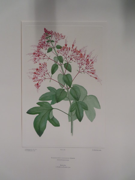 FDA-E.2916_18_8-2016-A image FDA-E.2916_18_8-2016-A