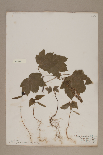 NHM_HH_19.3-2010 image NHM_HH_19.3-2010