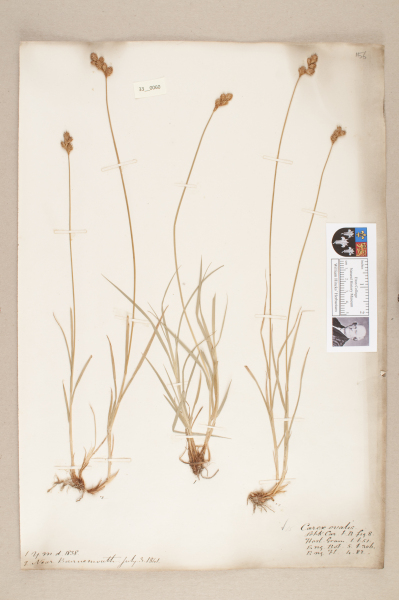 NHM_HH_33.60-2010 image NHM_HH_33.60-2010