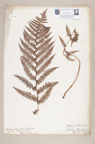 NHM_HH_5.1-2010 image NHM_HH_5.1-2010