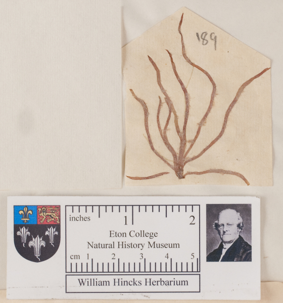 NHM_HH_1.189-2010 image NHM_HH_1.189-2010