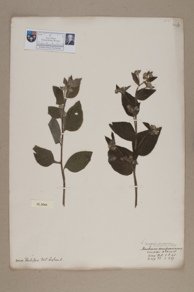 image NHM_HH_20.44-2010