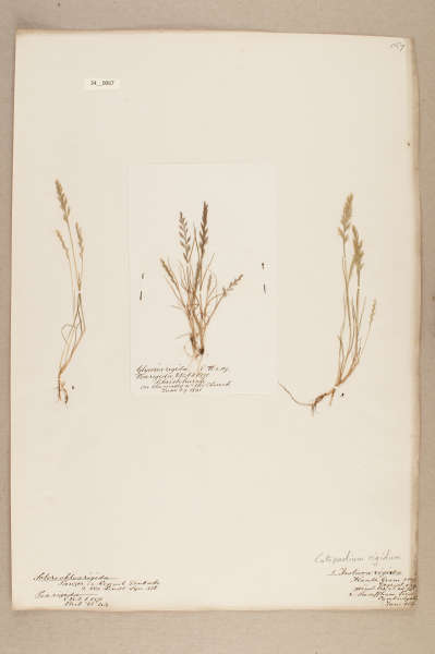 NHM_HH_34.67-2010 image NHM_HH_34.67-2010