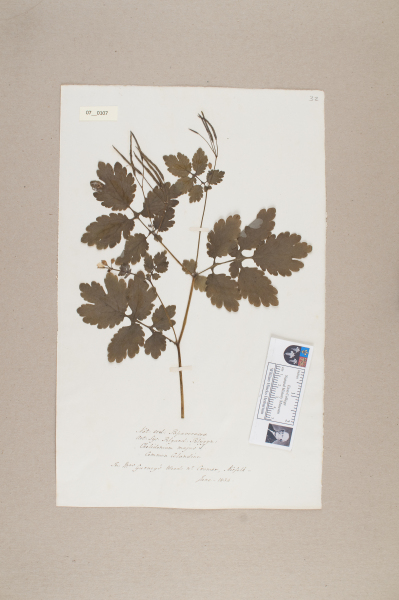 NHM_HH_7.107-2010 image NHM_HH_7.107-2010