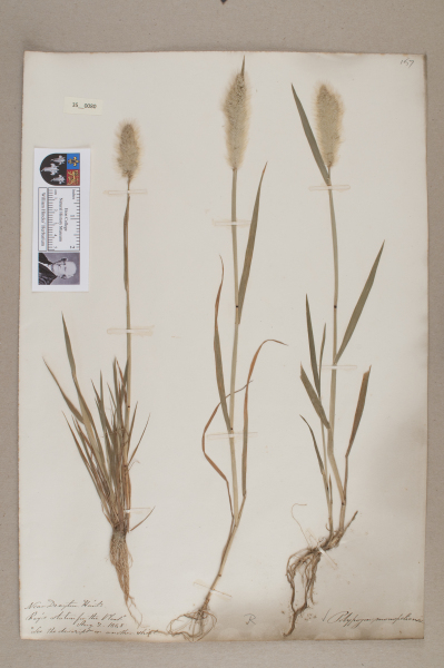 NHM_HH_35.80-2010 image NHM_HH_35.80-2010