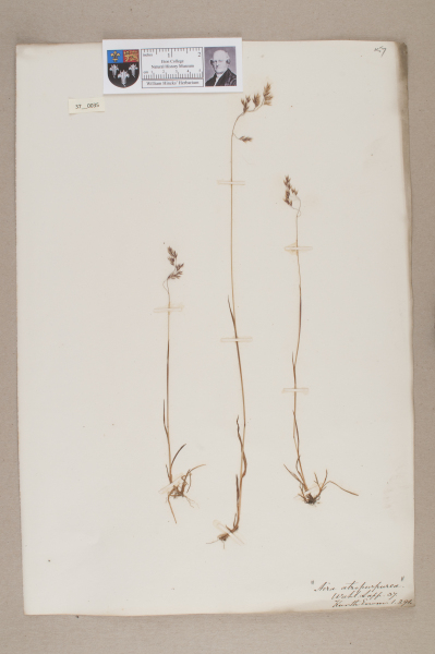 NHM_HH_37.35-2010 image NHM_HH_37.35-2010