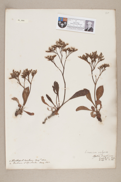 NHM_HH_8.85-2010 image NHM_HH_8.85-2010