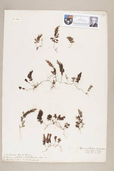 NHM_HH_4.16-2010 image NHM_HH_4.16-2010