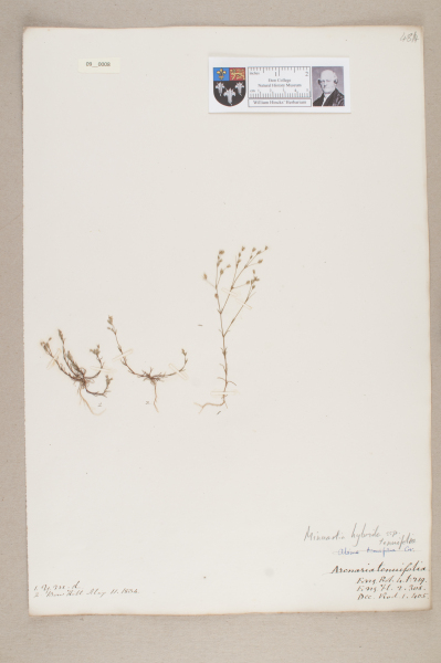 NHM_HH_9.8-2010 image NHM_HH_9.8-2010