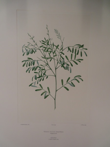 FDA-E.2916_28_18-2016 image FDA-E.2916_28_18-2016